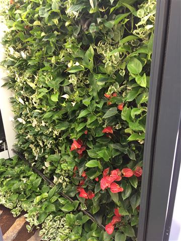 Grădină verticală cu plante naturale – Vilă rezidențială, foto 4 din 9